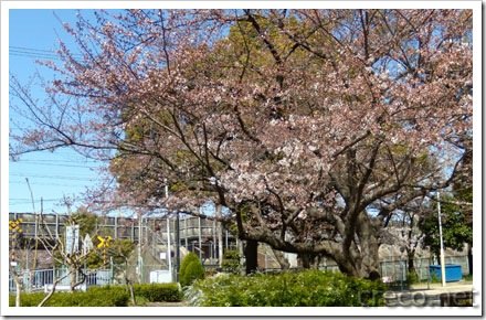昇竜館の近くにある桜