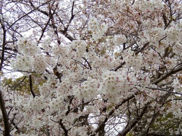 2009年4月1日の桜