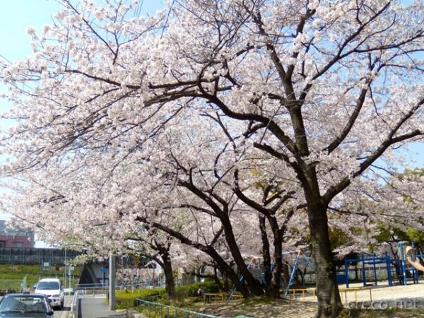 2009年4月1日の桜