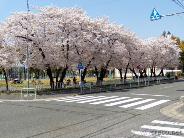 名古屋の桜吹雪