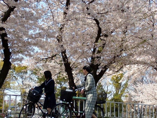 名古屋の桜吹雪