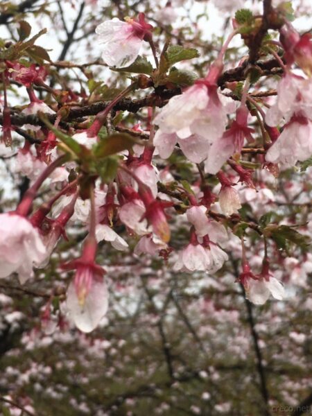 雨露の桜