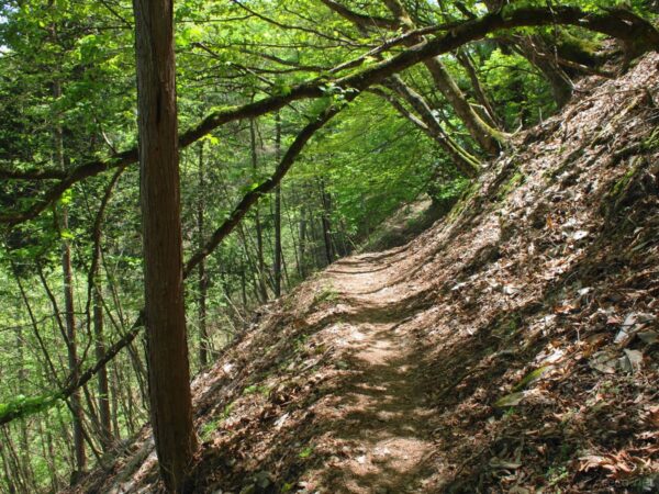 妙法ヶ岳への登山道