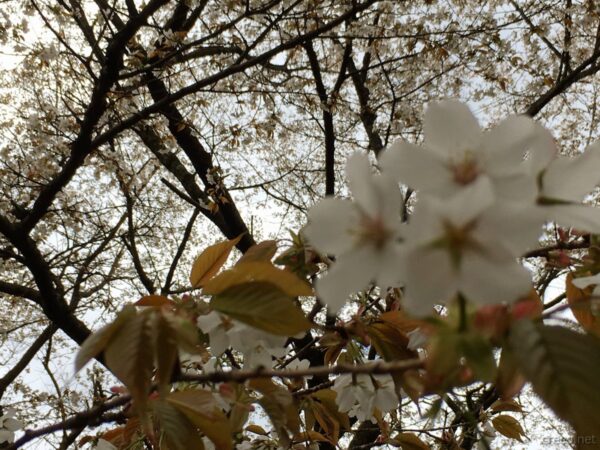 高水山山頂の桜