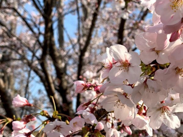 満開の桜