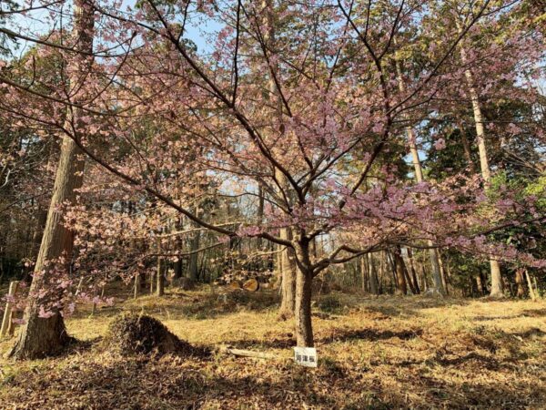 河津桜