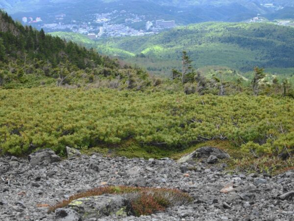 本白根山遊歩道から草津の街並み