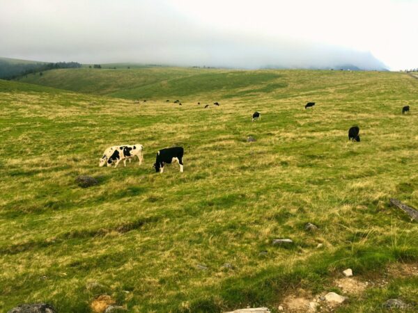 美ヶ原牧場の乳牛