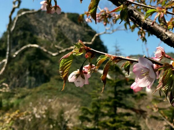桜ごしの剣ヶ峰