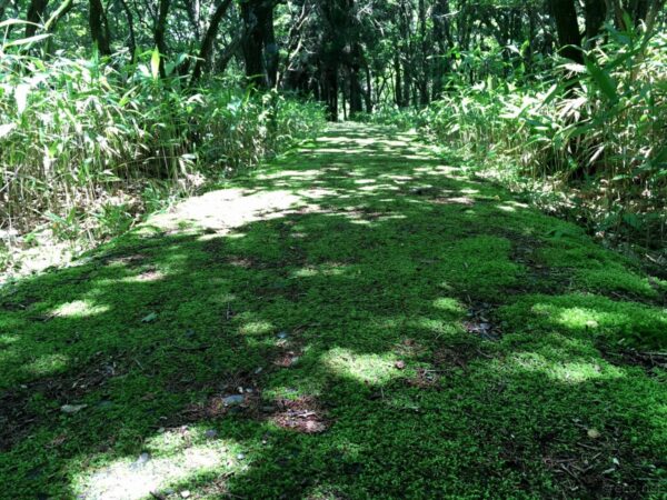 牧ノ戸から長者原への歩道