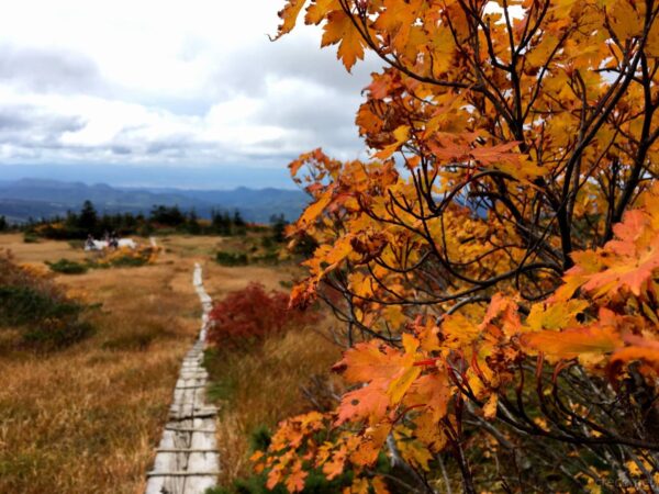 上毛無岱の紅葉