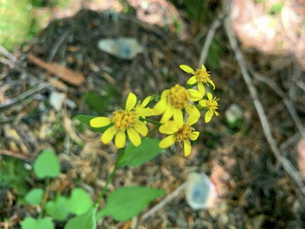 ミヤマアキノキリンソウ