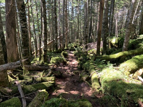 苔むした樹林帯