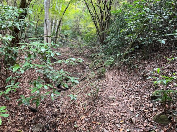 小仏城山北東尾根の取り付き