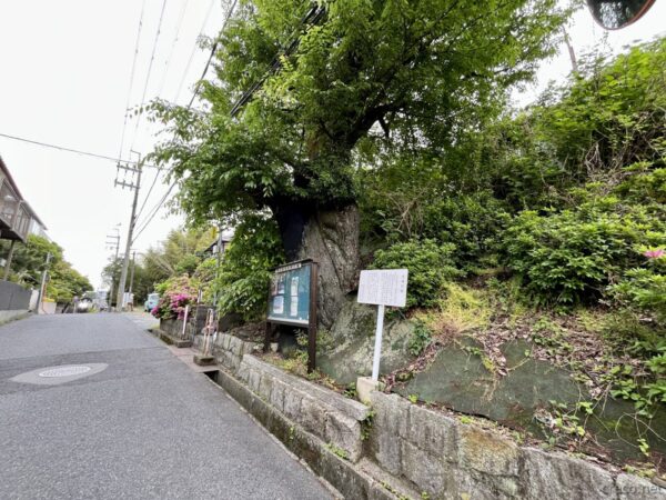 大場の桜