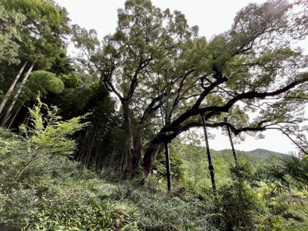 上谷の大クス