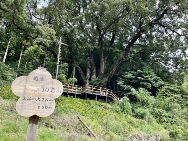 越生10名山 上谷の大クス山