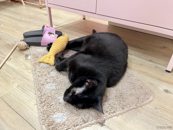 Stars Walkの看板猫