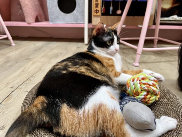 Stars Walkの看板猫