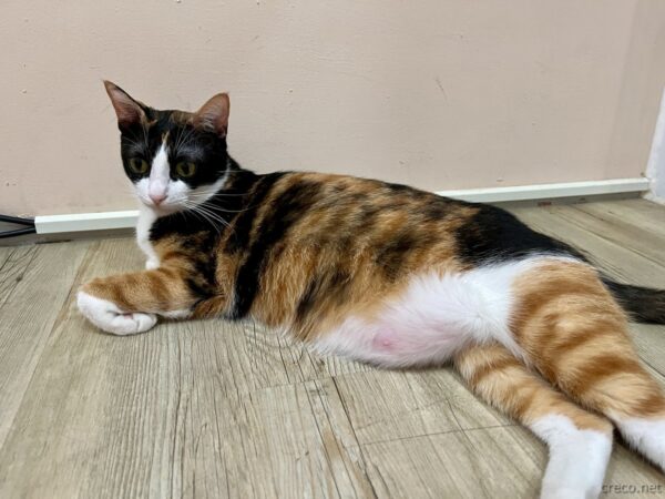 Stars Walkの看板猫