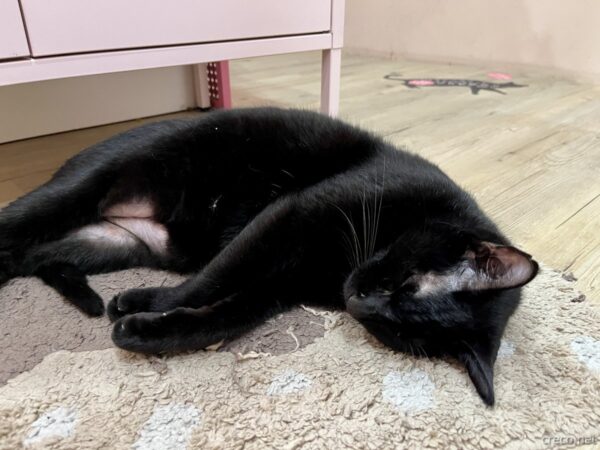 Stars Walkの看板猫