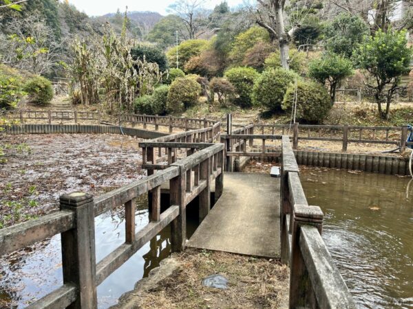 蓮池に架かる橋