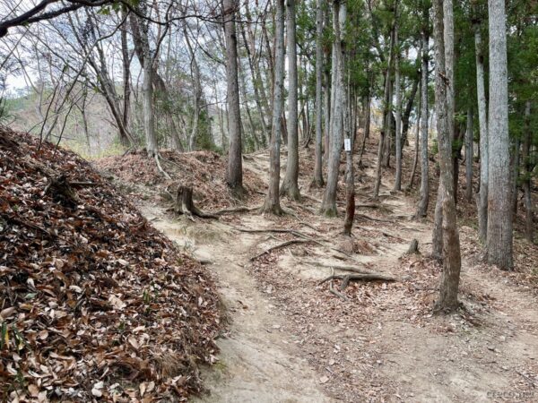 尾根に直登するルート