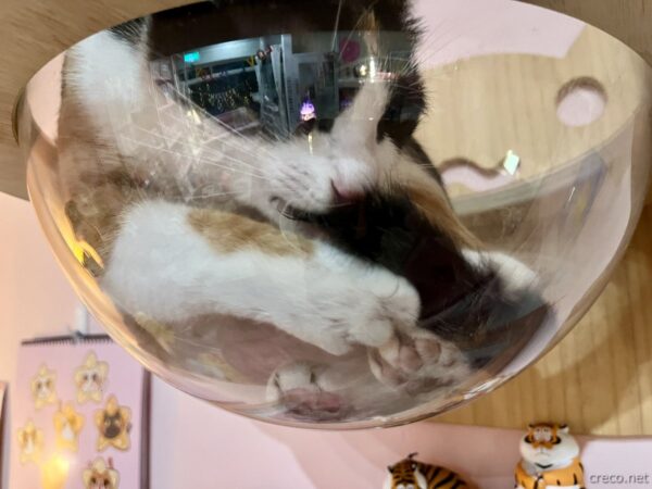 Stars Walkの猫が透明ボウルでくつろぐ様子