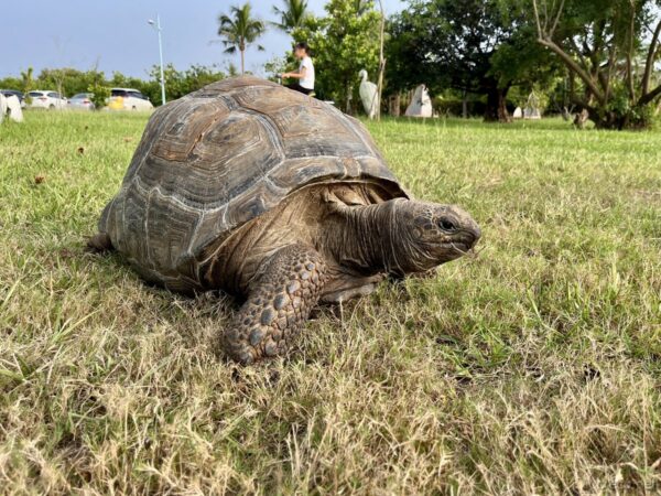 鵬村湿地公園のゾウガメ「村長」