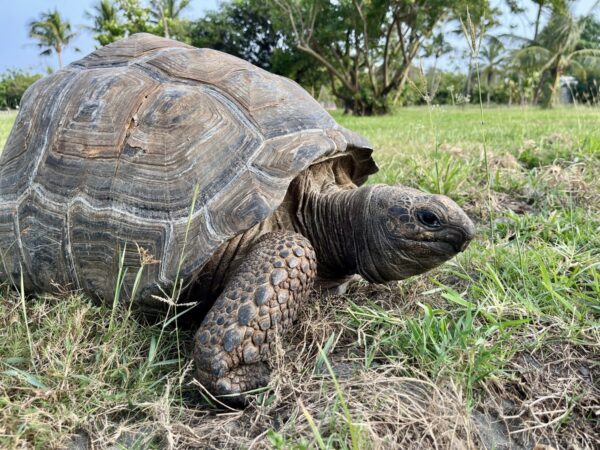 ゾウガメ「村長」のアップ