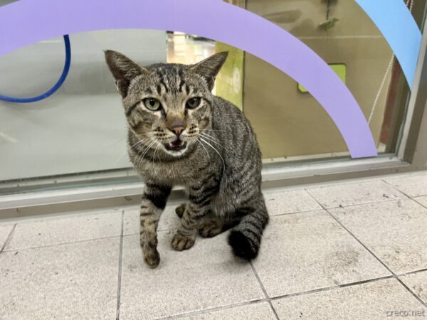 セブンの店頭にいたキジトラ猫