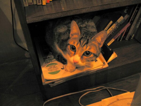 2008年の極簡咖啡 寛ぐ猫