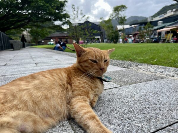 猴硐の茶トラ猫