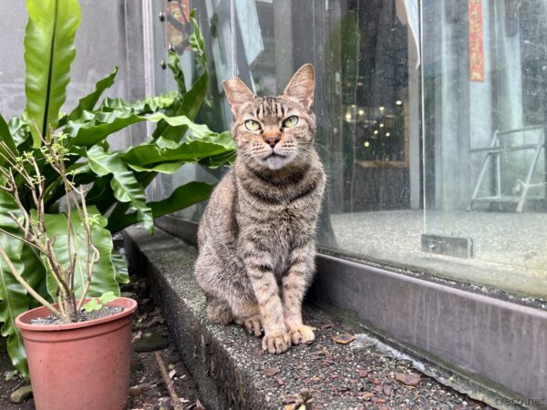 猴硐のキジトラ猫