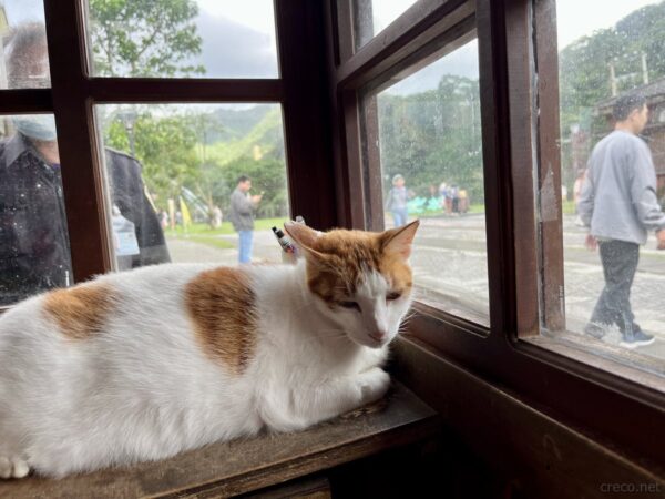 猴硐猫村の茶白猫