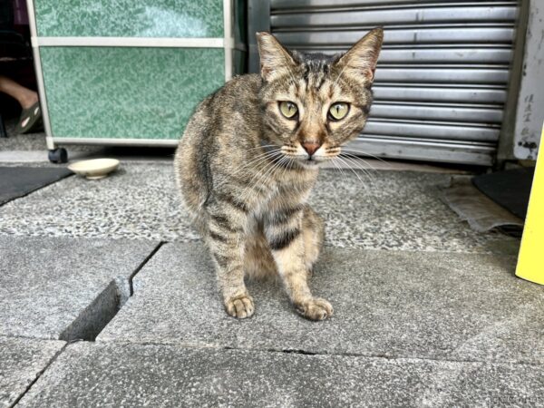猴硐猫村のキジトラ猫