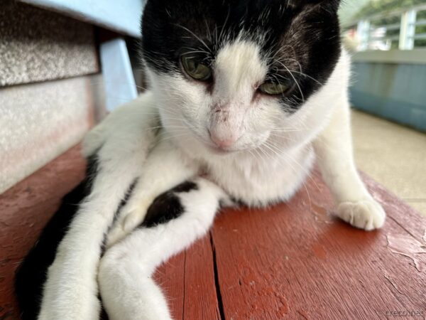 猴硐駅の白黒猫