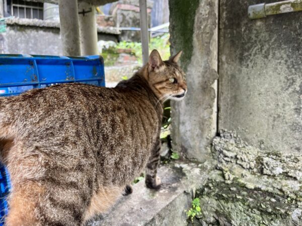 猴硐猫村のキジトラ猫