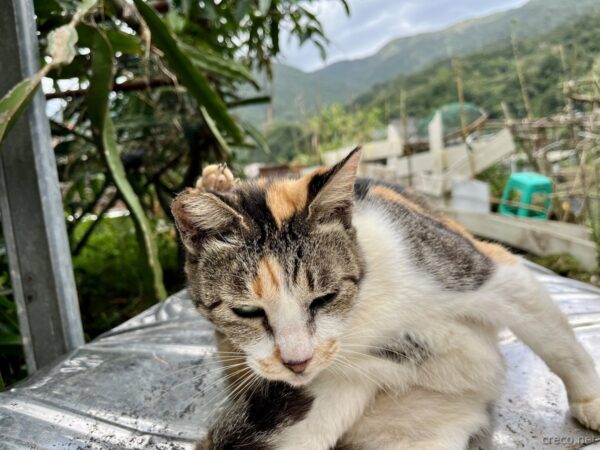 猴硐猫村の三毛猫