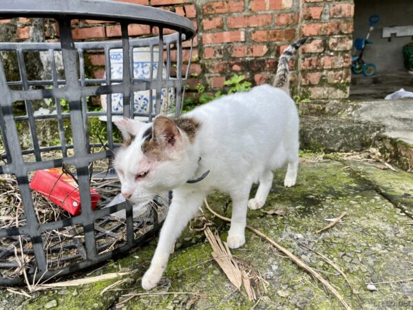 猴硐猫村の飛び三毛猫