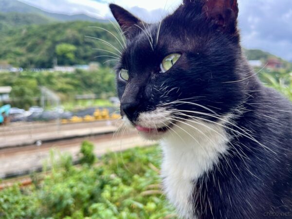 猴硐猫村のタキシード猫