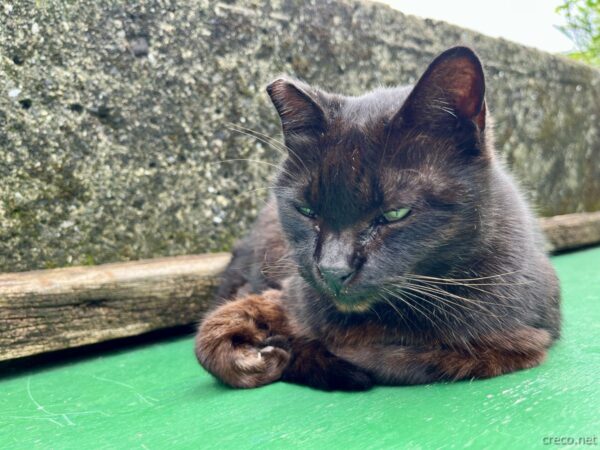 猴硐猫村の黒猫