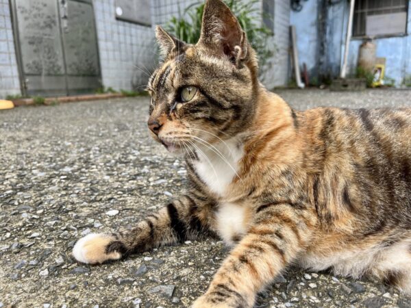 猴硐猫村のキジトラ猫