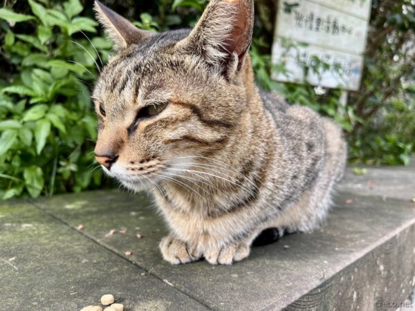 猴硐猫村のキジトラ猫