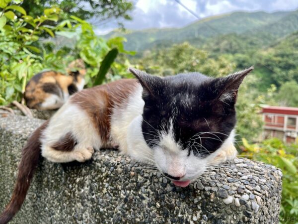 猴硐猫村の白黒ハチワレ猫