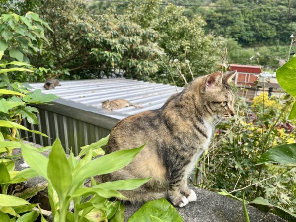 猴硐猫村のキジトラ猫