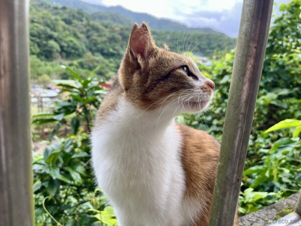 猴硐猫村の茶白猫