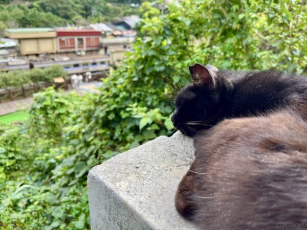 猴硐猫村の黒猫