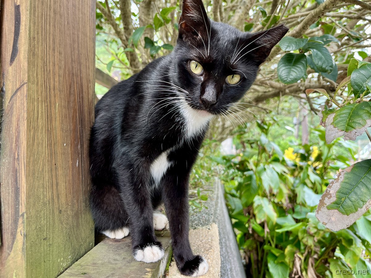 猴硐猫村のタキシード猫