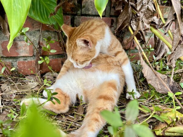 猴硐猫村の茶トラ猫